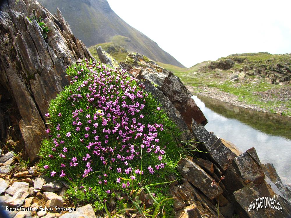 31 Silene acaulis.JPG